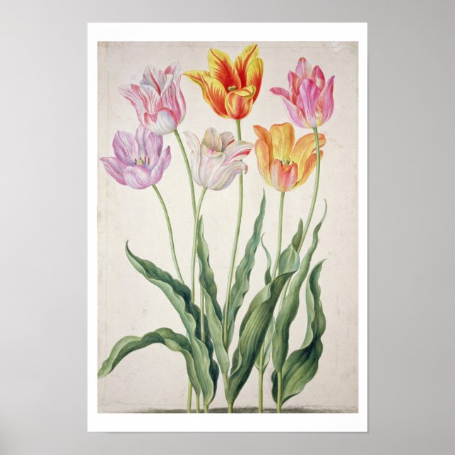 Póster Tulipanes, de "Nassau Florilegium" (p/p en papel) (Frente)