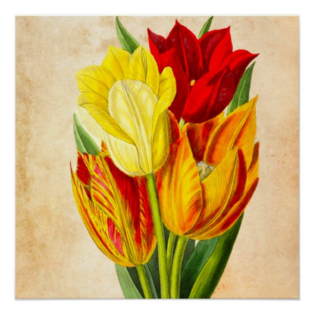 Póster Tulipanes de primavera (Anverso)