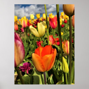 Póster Tulipanes de primavera coloridos
