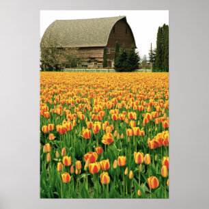 Póster Tulipanes de primavera florecen frente a un viejo 