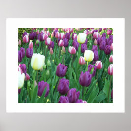 Póster Tulipanes de primavera fotográfica floral