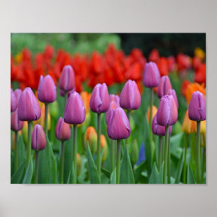 Póster Tulipanes de primavera púrpura