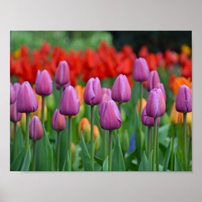 Póster Tulipanes de primavera púrpura (Frente)