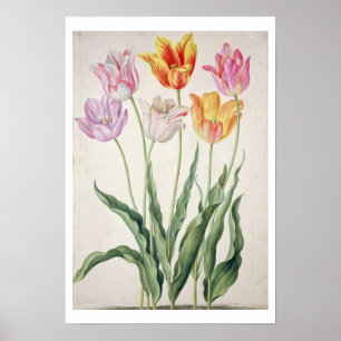 Póster Tulipanes, del "Florilegium de Nassau" (w/c en