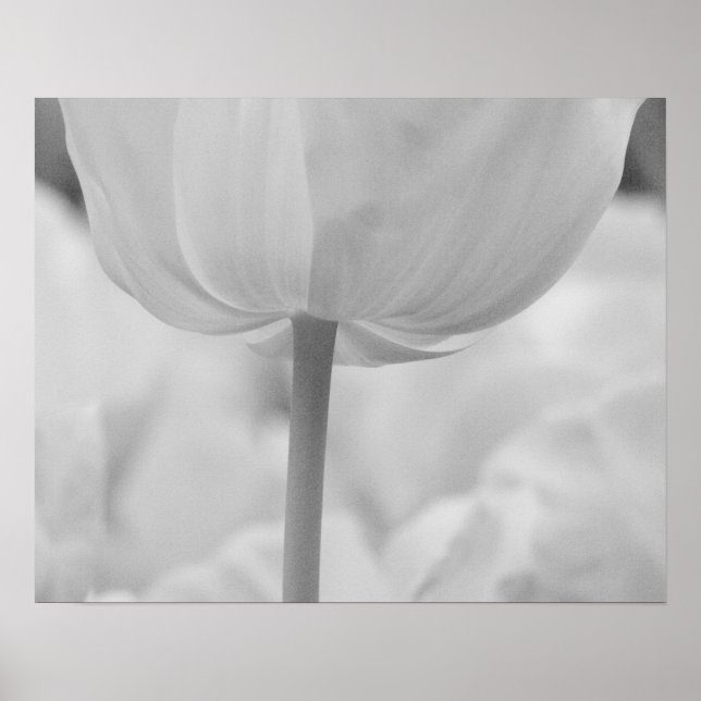 Póster Tulipanes en Keukenhof Gardens, Holanda. (Frente)