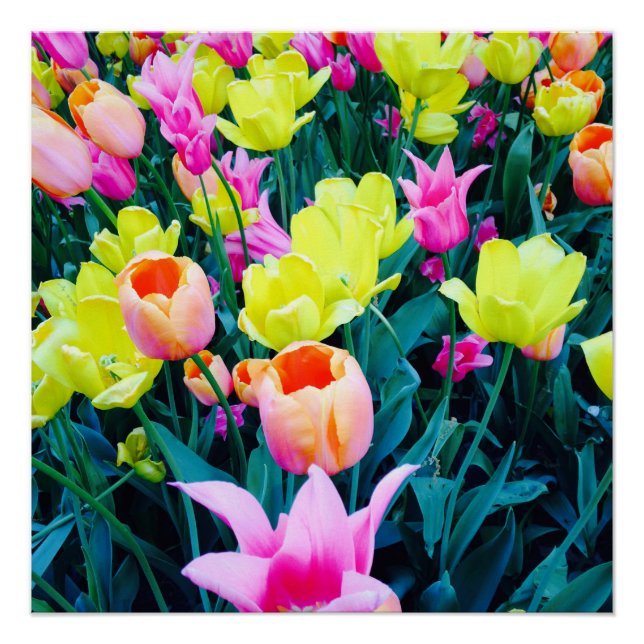 Póster Tulipanes en la ciudad (Anverso)