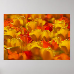 Póster Tulipanes en los jardines de Keukenhof, Ámsterdam,