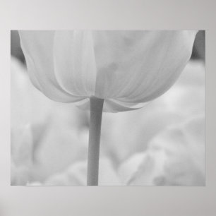 Póster Tulipanes en los jardines de Keukenhof, Holanda.