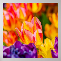 Tulipanes Encantadores