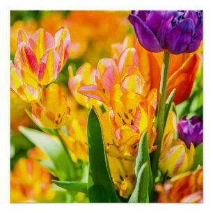 Póster Tulipanes Encantadores 01