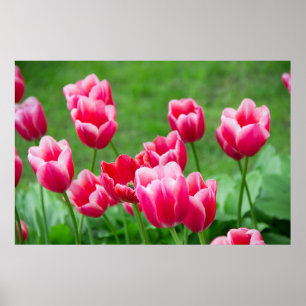 Póster Tulipanes escarlata en el jardín