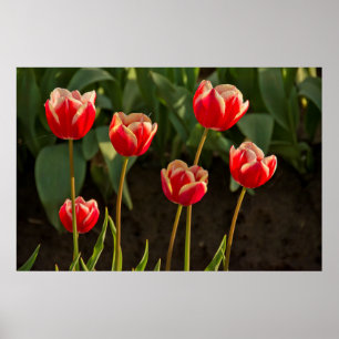 Póster Tulipanes, Festival de Tulipanes, Woodburn, Oregon
