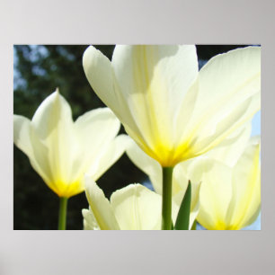 Póster Tulipanes Flores Blancas Tulipán Iluminado por el 
