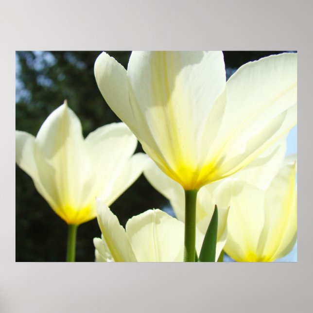 Póster Tulipanes Flores Blancas Tulipán Iluminado por el  (Frente)