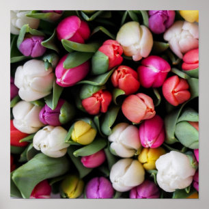 Póster Tulipanes Flores Coloridas Primavera de Pascua