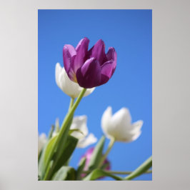 Póster Tulipanes Hermosos