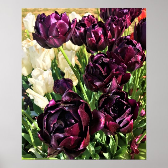 Póster Tulipanes Héroes Negros, Oregón (Frente)