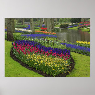 Póster Tulipanes, jacintos de uva y narcisos,