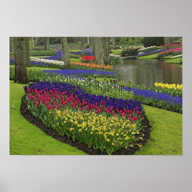 Póster Tulipanes, jacintos de uva y narcisos, (Frente)