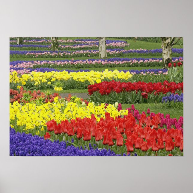 Póster Tulipanes, jacintos de uva y narcisos, 2 (Frente)