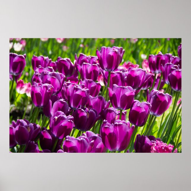 Póster Tulipanes lilacos brillantes en un día soleado (Frente)