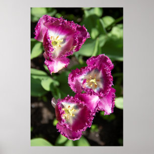 Póster Tulipanes morados en el jardín