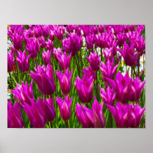 Póster Tulipanes morados Keukenhof Holland Pequeño