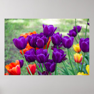 Póster Tulipanes morados oscuros