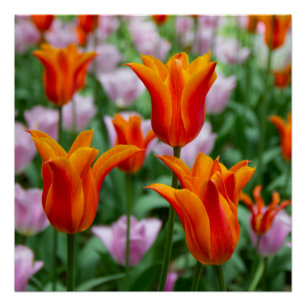 Póster Tulipanes naranjas brillantes en el parque