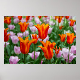 Póster Tulipanes naranjas brillantes en el poster del par