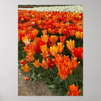 Póster Tulipanes naranjas en campo, Woodburn, OR