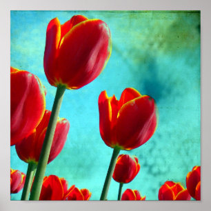Póster Tulipanes Rojos