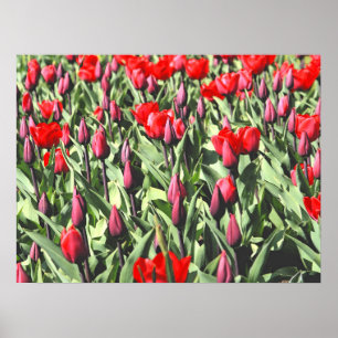 Póster Tulipanes rojos