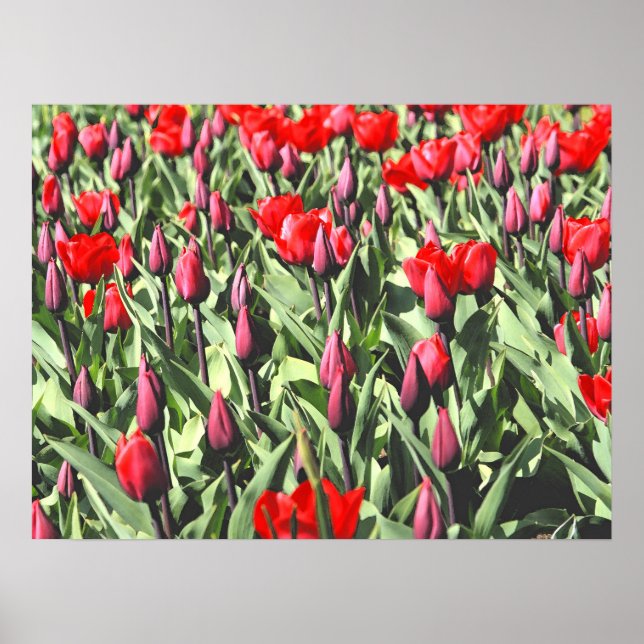 Póster Tulipanes rojos (Frente)