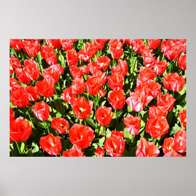Póster Tulipanes rojos (Frente)