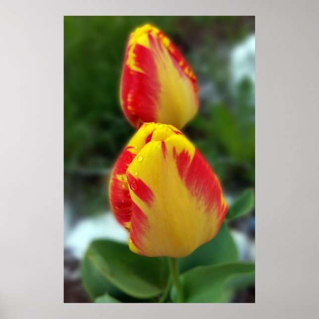 Póster tulipanes rojos amarillos (Frente)