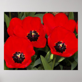 Póster Tulipanes Rojos Brillantes Fotografía Floral