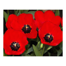 Tulipanes Rojos Brillantes Fotografía Floral