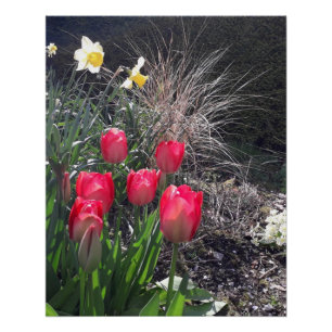 Póster Tulipanes rojos en el jardín