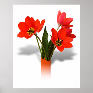 Póster Tulipanes rojos en la vesícula
