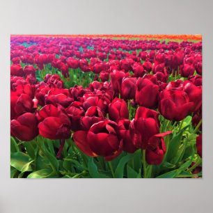 Póster Tulipanes rojos en un campo, Oregón