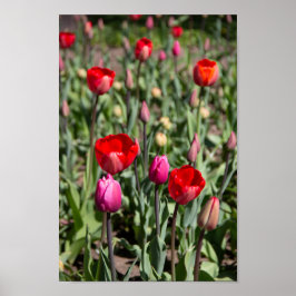 Póster Tulipanes rojos en un día de verano