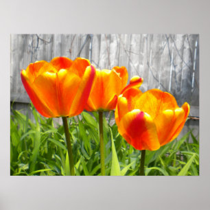 Póster Tulipanes Rojos Flamados Amarillos