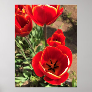 Póster Tulipanes rojos internos