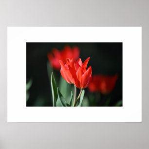 Póster Tulipanes Rojos poster