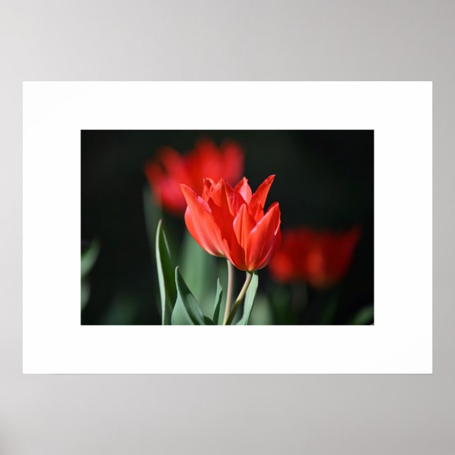 Póster Tulipanes Rojos poster (Frente)