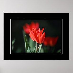 Póster Tulipanes Rojos poster