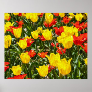 Póster Tulipanes rojos y amarillos