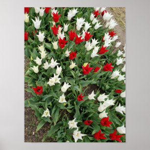 Póster Tulipanes rojos y blancos