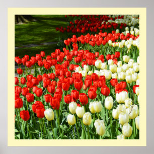 Póster Tulipanes rojos y blancos